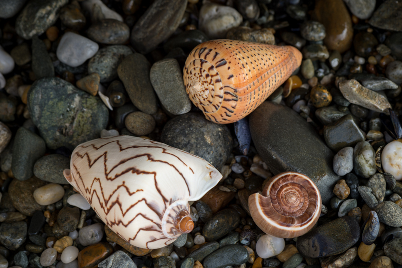 Conus