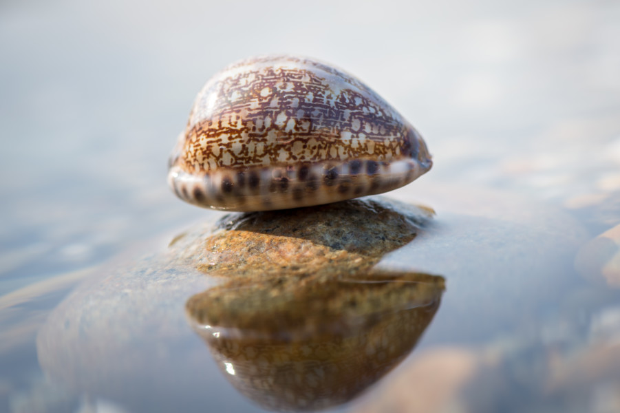Cypraea Arabica