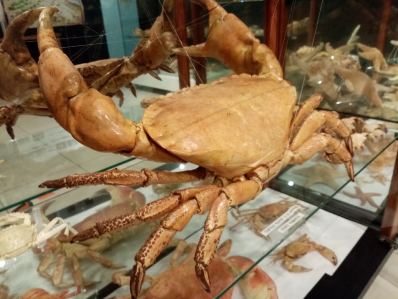 crabes-nouveaux-1