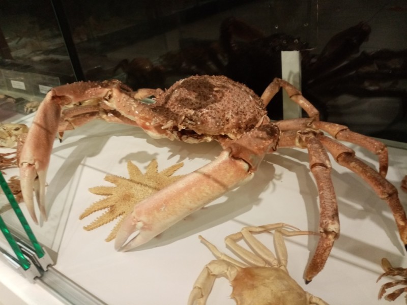 crabes-nouveaux-3