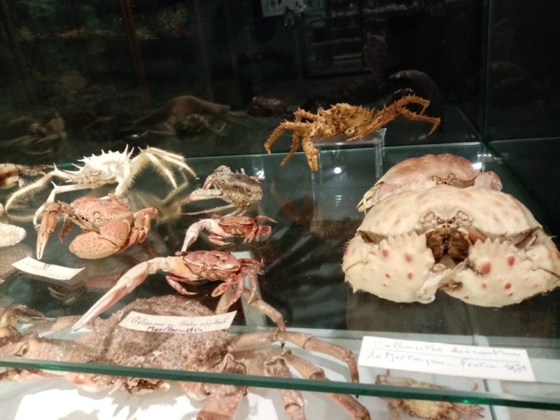 crabes-nouveaux-4