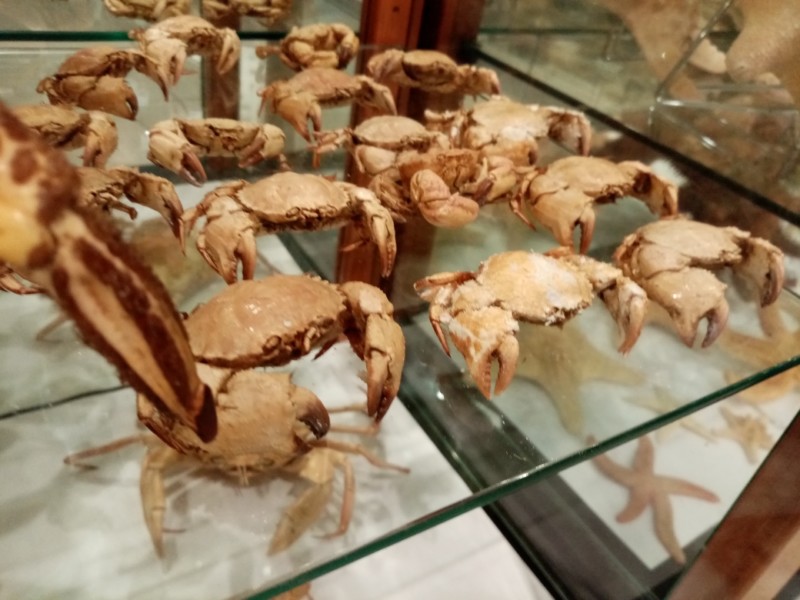 crabes-nouveaux-5