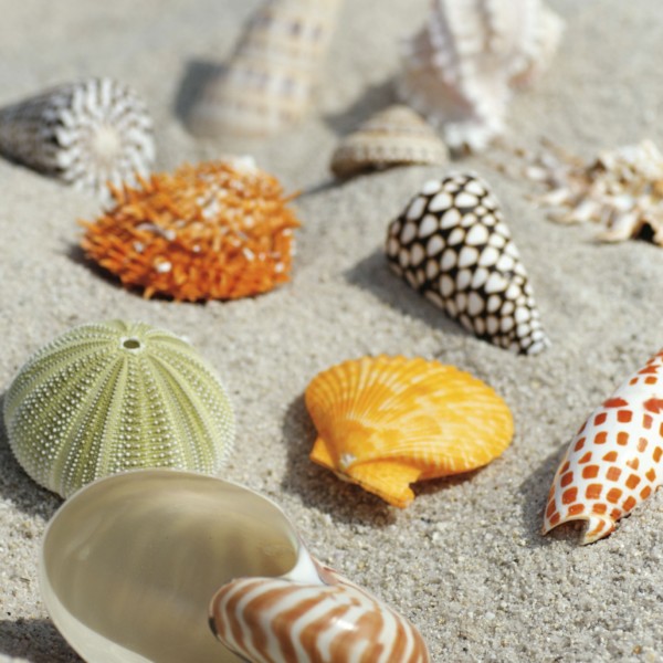 Coquillages