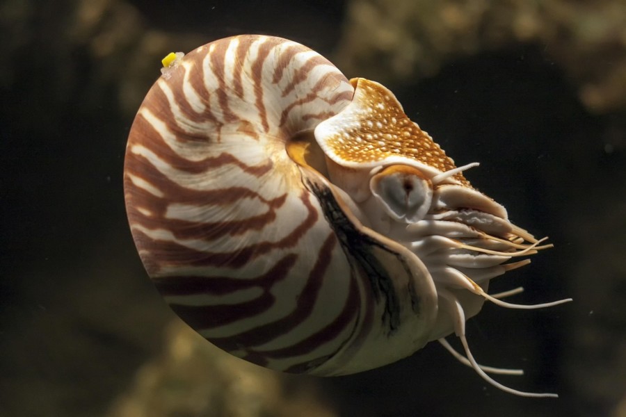 Nautile