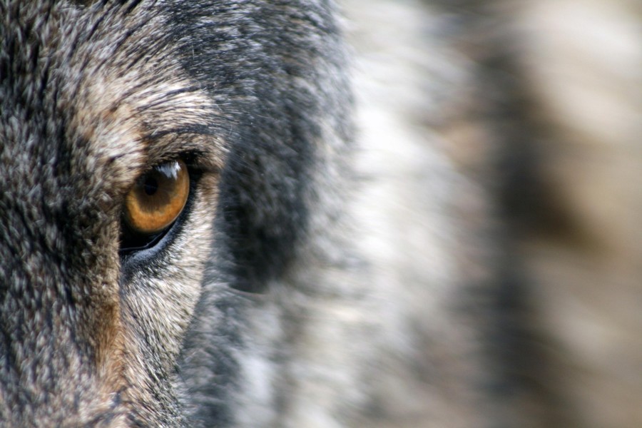 Musée du Loup