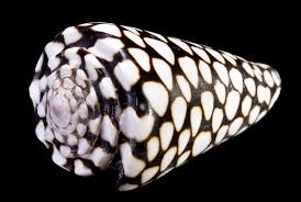 CONUS-MARMOREUS