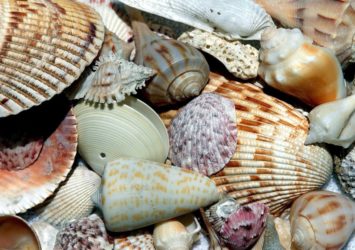 Différentes coquilles