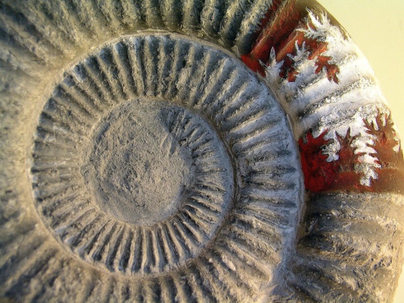 Ammonite