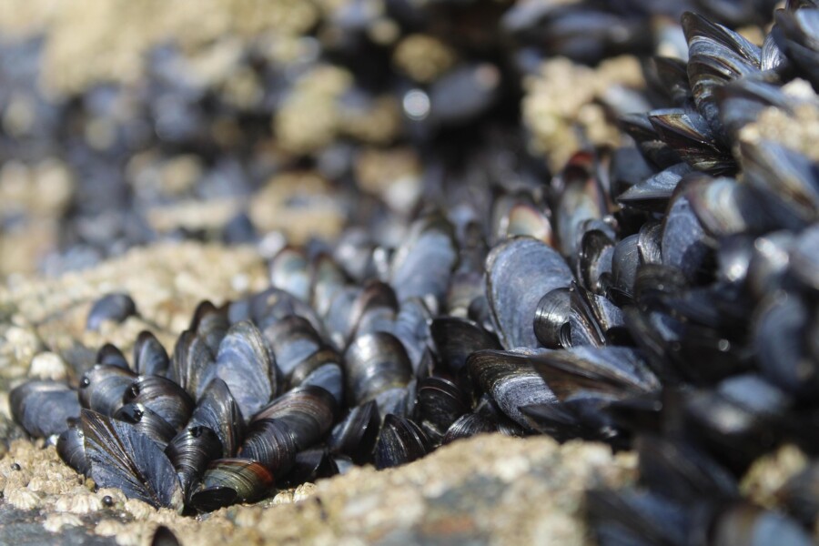 Moules du Finistère Moules du Finistère