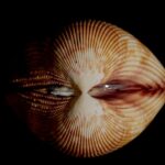 Coquillage