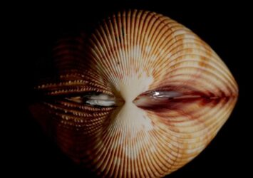 Coquillage