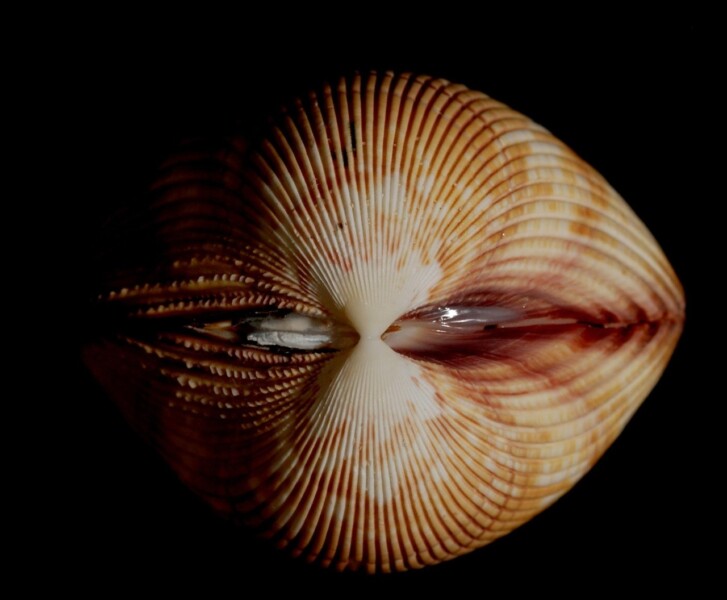 Coquillage Coquillage