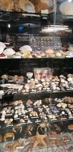Vitrine Vitrine du musée