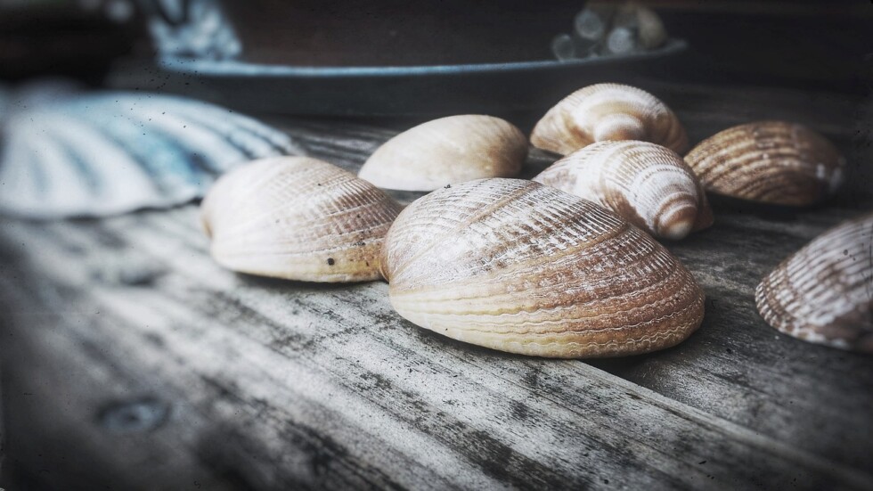 Coquillage porte-bonheur Coquillage porte-bonheur